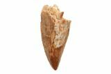 Serrated, .63" Raptor Tooth - Real Dinosaur Tooth - #201863-1